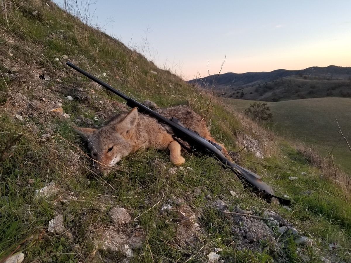 Predator taken glassing the Central Coast hills
