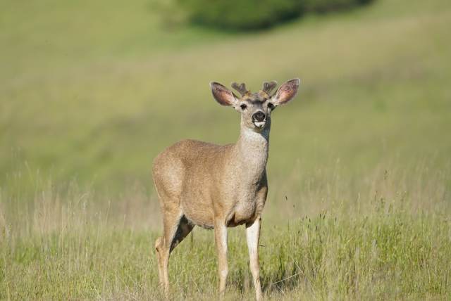 Blacktail deer on a Central Coast lease