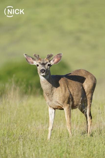 Blacktail deer on a Central Coast lease