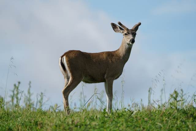 Blacktail deer on a Central Coast lease
