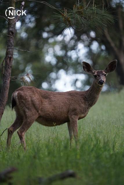 Blacktail deer on a Central Coast lease