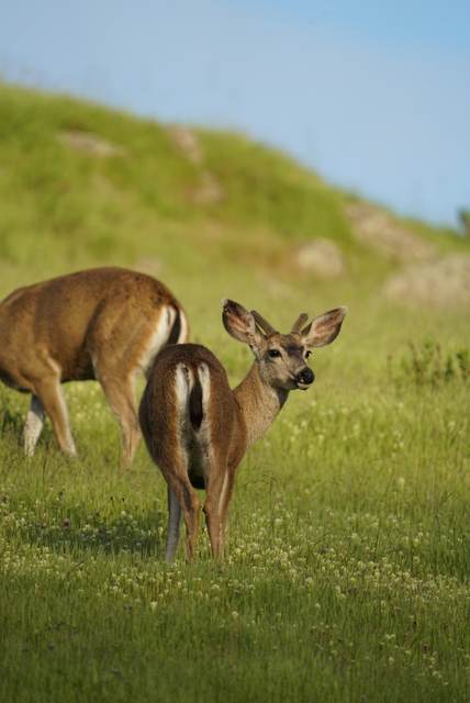 Blacktail deer on a Central Coast lease