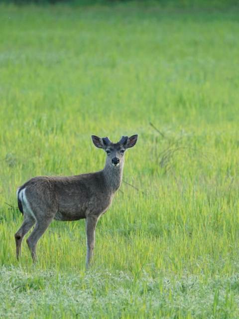 Blacktail deer on a Central Coast lease