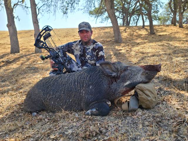 Bowhunter with a Central Coast wild boar taken spot-and-stalk