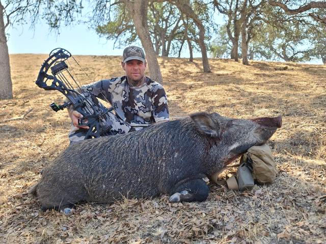 Bowhunter with a Central Coast wild boar taken spot-and-stalk