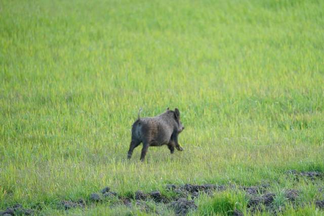 Wild pigs on a Central Coast lease
