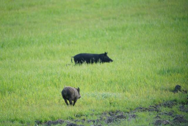 Wild pigs on a Central Coast lease