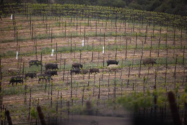Wild pigs on a Central Coast lease