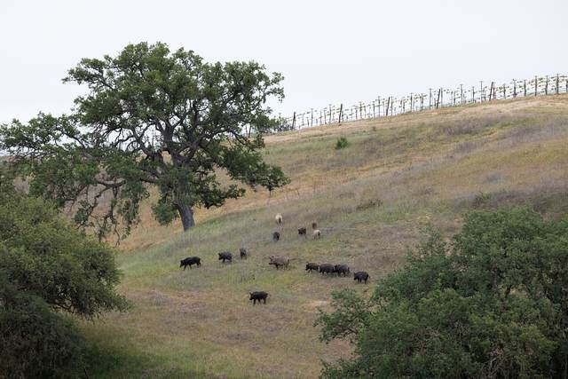 Wild pigs on a Central Coast lease