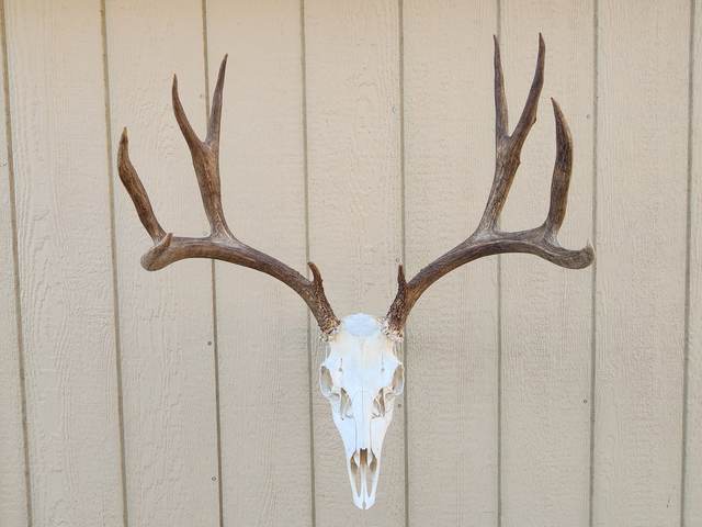 Lost Valley Skullworks European mount
