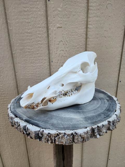 Lost Valley Skullworks European mount
