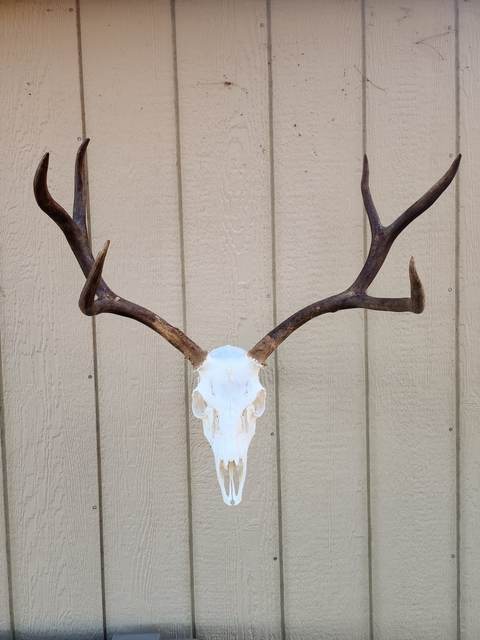 Lost Valley Skullworks European mount