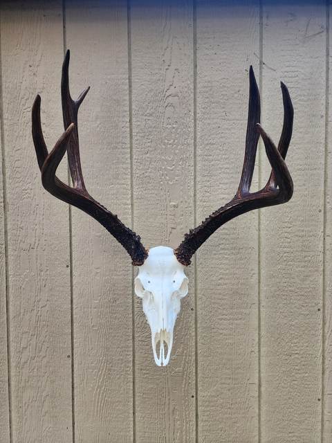 Lost Valley Skullworks European mount