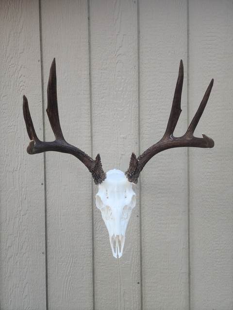 Lost Valley Skullworks European mount