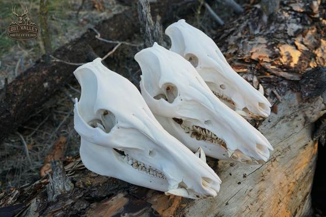 Lost Valley Skullworks European mount
