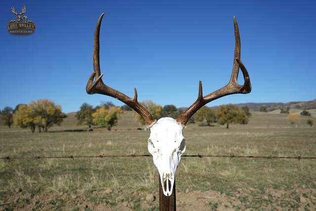 Lost Valley Skullworks European mount