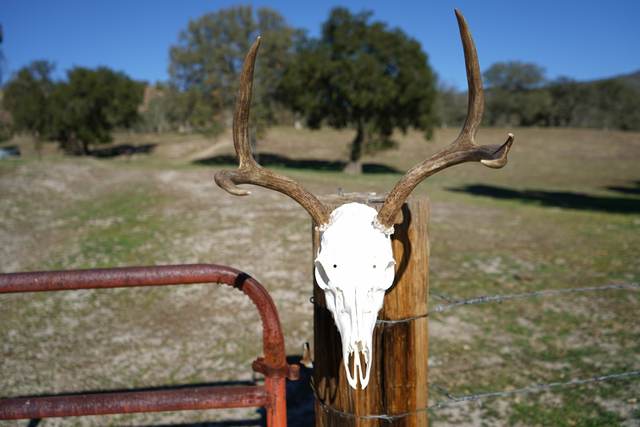 Lost Valley Skullworks European mount