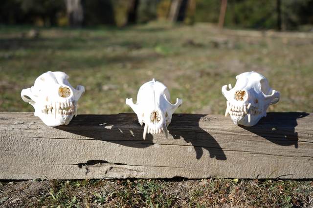 Lost Valley Skullworks European mount