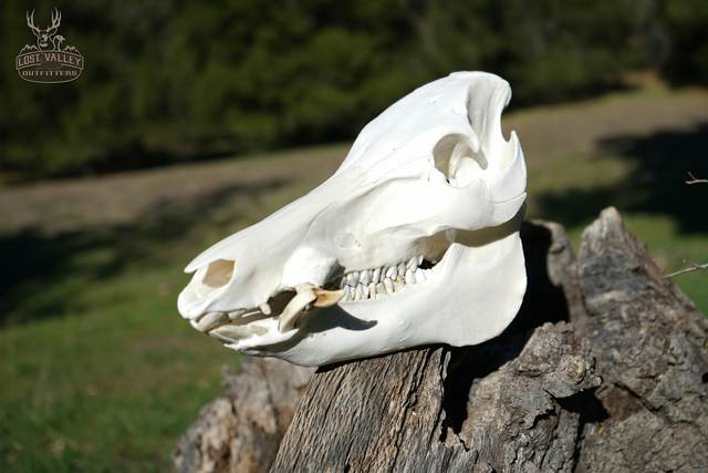 Lost Valley Skullworks European mount