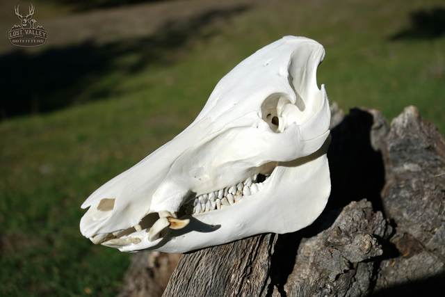 Lost Valley Skullworks European mount