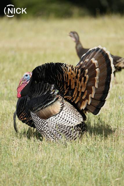 Strutting Rio Grande tom on a Central Coast lease