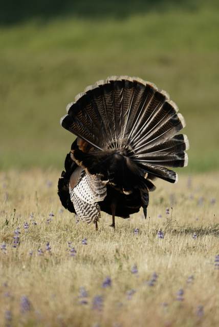 Strutting Rio Grande tom on a Central Coast lease