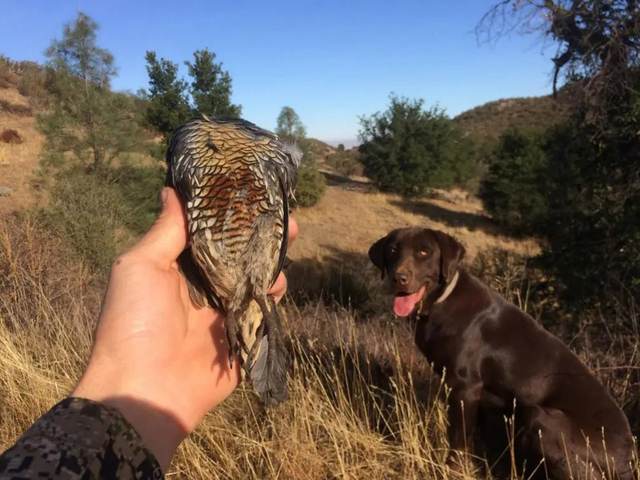 Dove hunt with Lost Valley Outfitters