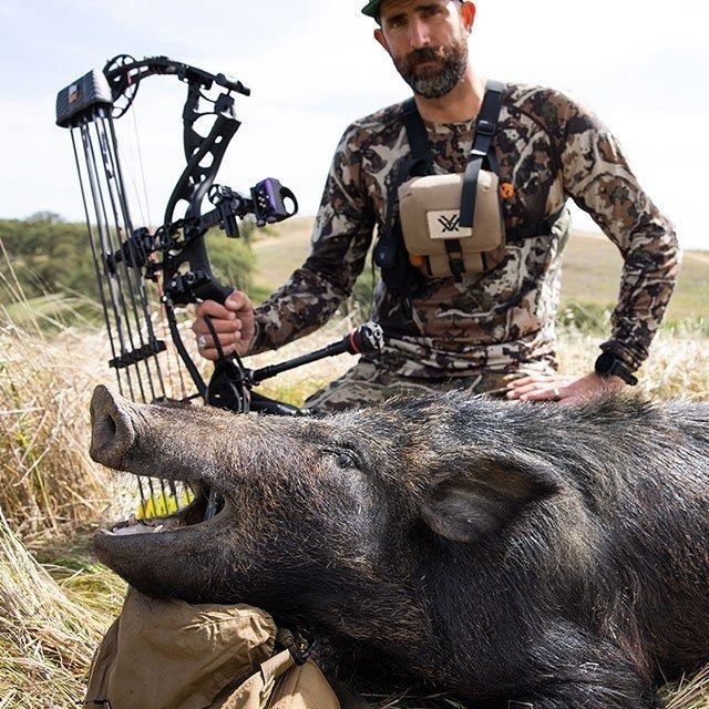 Bowhunter with a big-tusked wild boar