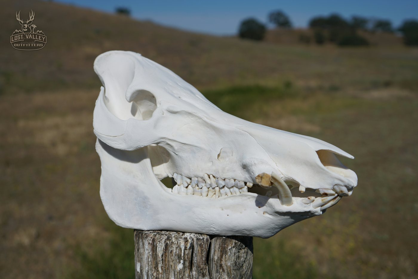 A European-style wild pig skull mount cleaned by Lost Valley Outfitters