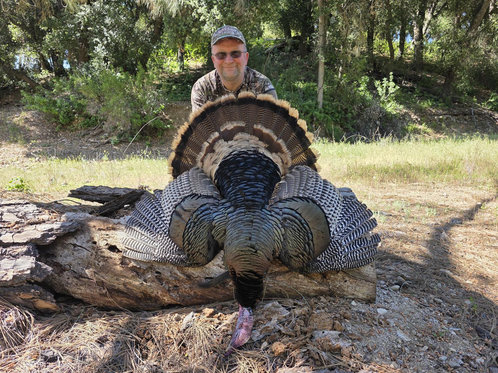 Hunter behind a fanned Rio Grande tom on an oak log