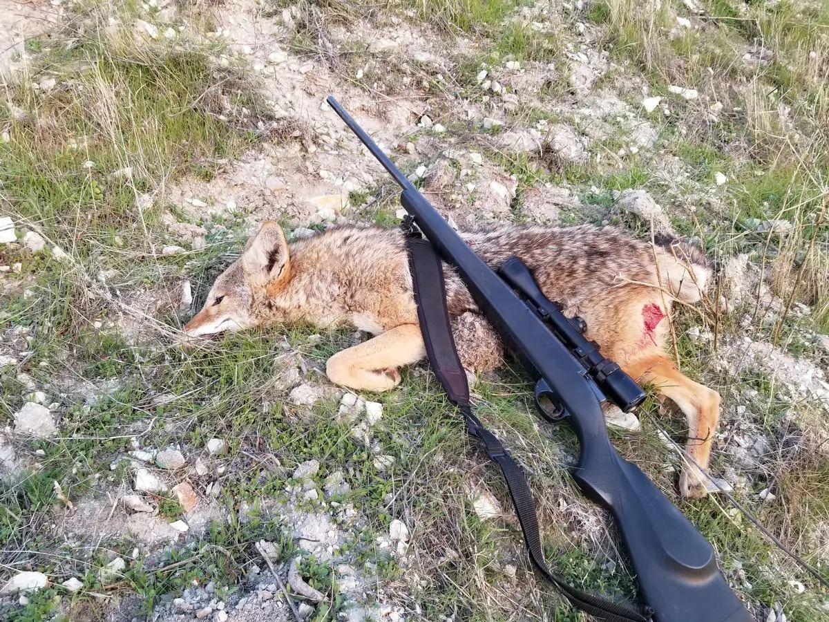 Coyote taken on a guided predator hunt